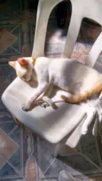 Polenguinho