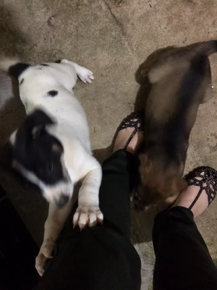 Cachorro ra a Vira-lata  idade Abaixo de 2 meses nome Pandolfo