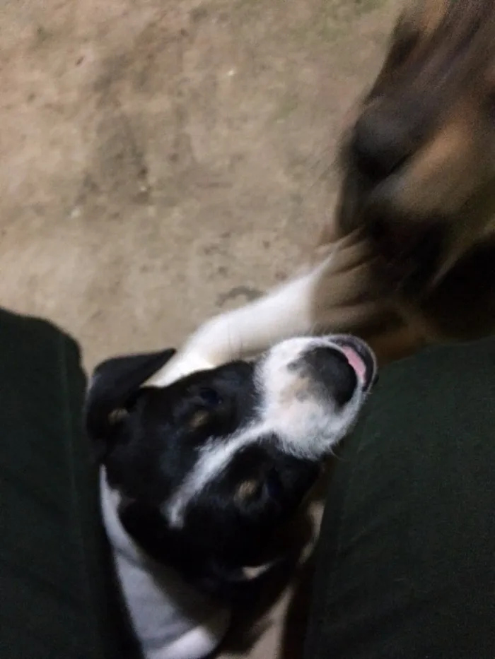 Cachorro ra a Vira-lata  idade Abaixo de 2 meses nome Pandolfo