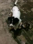 Pandolfo