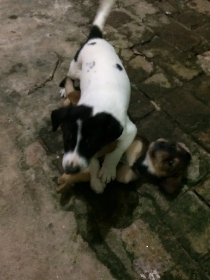 Cachorro ra a Vira-lata  idade Abaixo de 2 meses nome Pandolfo