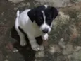 Pandolfo