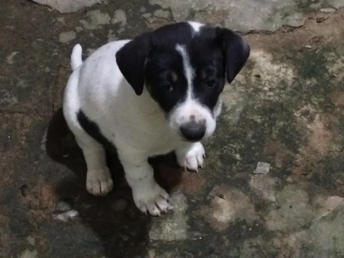 Cachorro ra a Vira-lata  idade Abaixo de 2 meses nome Pandolfo