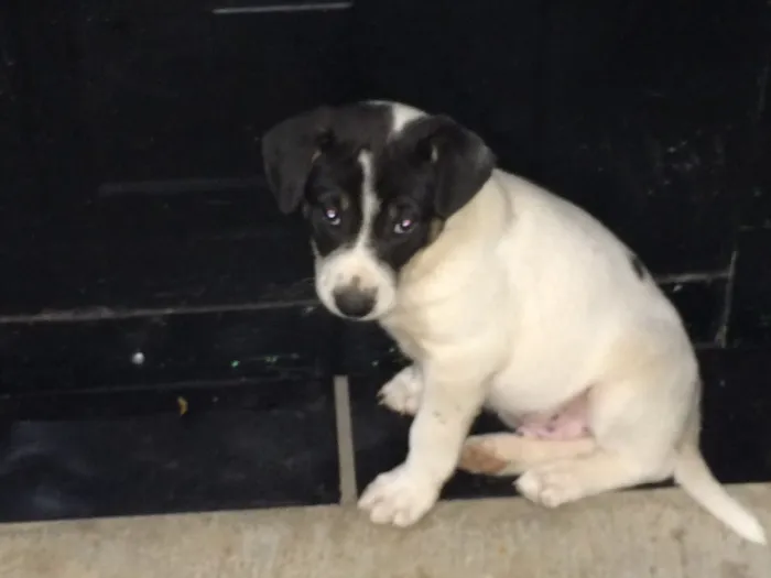 Cachorro ra a Vira-lata  idade Abaixo de 2 meses nome Pandolfo