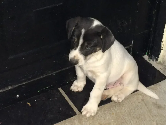 Cachorro ra a Vira-lata  idade Abaixo de 2 meses nome Pandolfo