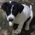 Pandolfo