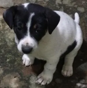 Cachorro raça Vira-lata  idade Abaixo de 2 meses nome Pandolfo