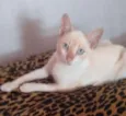 Polenguinho