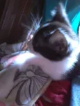 Gatos fofos