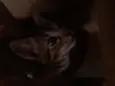 Gatos fofos