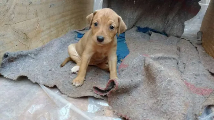 Cachorro ra a indefinida idade Abaixo de 2 meses nome Filhotes