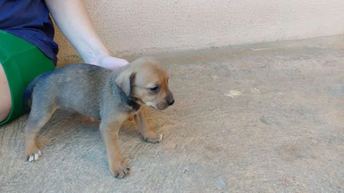 Cachorro ra a indefinida idade Abaixo de 2 meses nome Filhotes