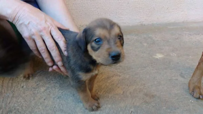 Cachorro ra a indefinida idade Abaixo de 2 meses nome Filhotes