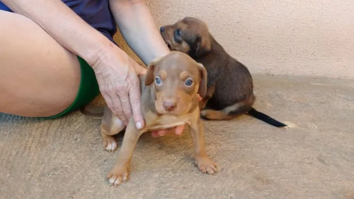 Cachorro ra a indefinida idade Abaixo de 2 meses nome Filhotes