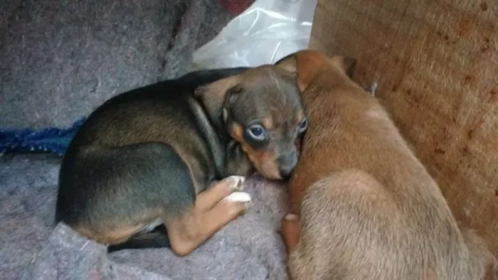 Cachorro ra a indefinida idade Abaixo de 2 meses nome Filhotes