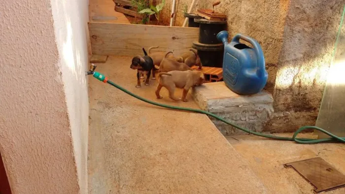 Cachorro ra a indefinida idade Abaixo de 2 meses nome Filhotes