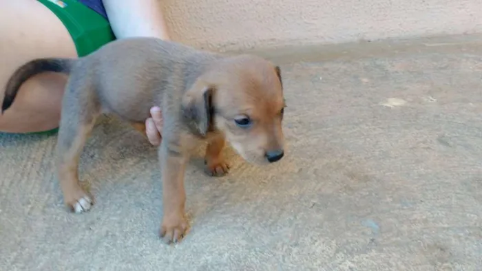 Cachorro ra a indefinida idade Abaixo de 2 meses nome Filhotes