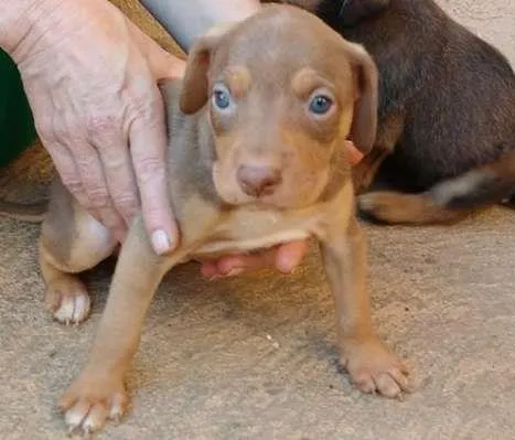 Cachorro ra a indefinida idade Abaixo de 2 meses nome Filhotes