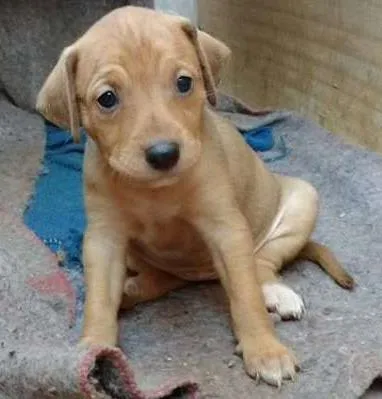 Cachorro ra a indefinida idade Abaixo de 2 meses nome Filhotes