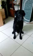 Apolo