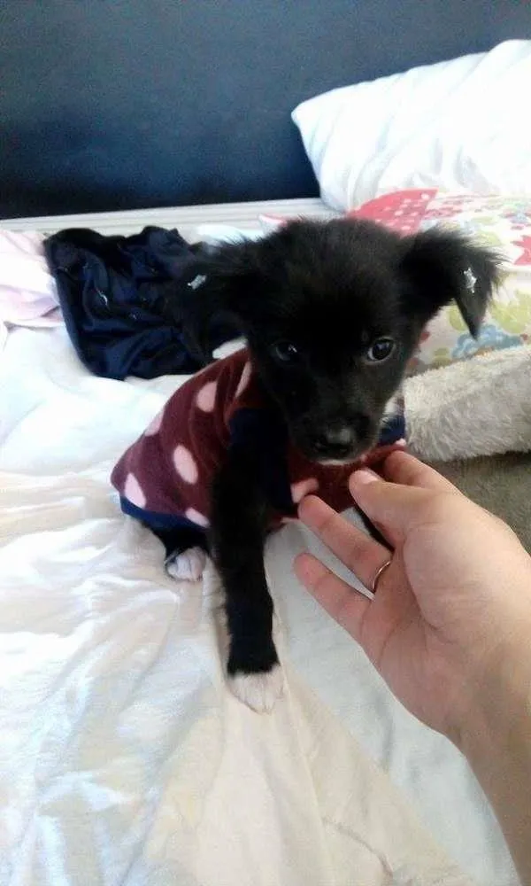 Cachorro ra a SRD idade  nome Valentina