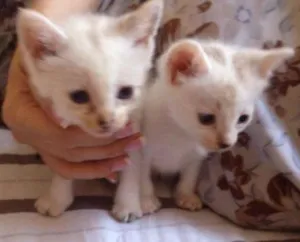 Gato raça Vira-Lata idade Abaixo de 2 meses nome Sem nome definido