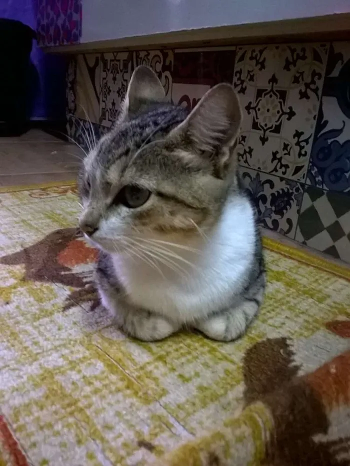 Gato ra a SRD idade 1 ano nome sem nome ou Julieta