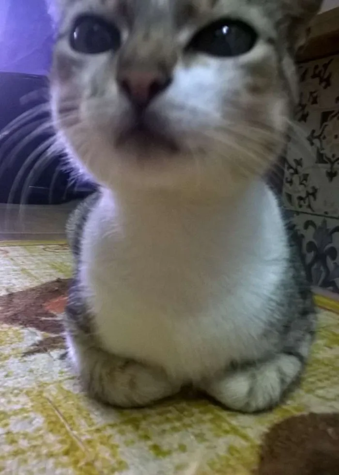 Gato ra a SRD idade 1 ano nome sem nome ou Julieta