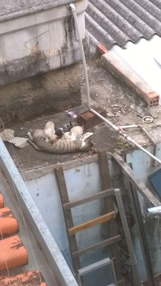 Gato ra a SRD idade 1 ano nome sem nome ou Julieta