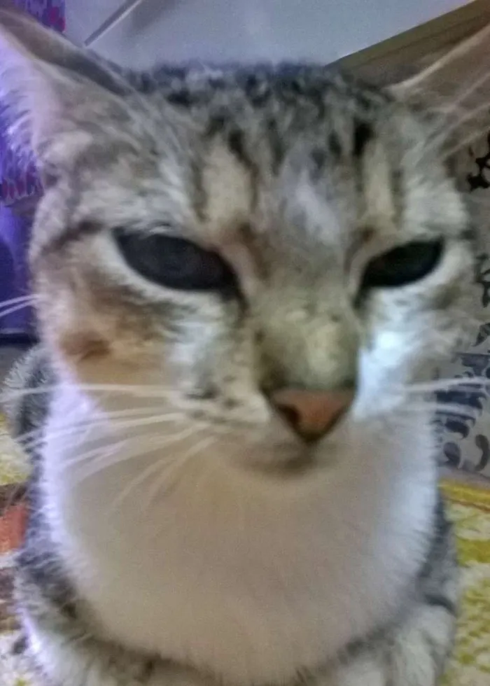 Gato ra a SRD idade 1 ano nome sem nome ou Julieta