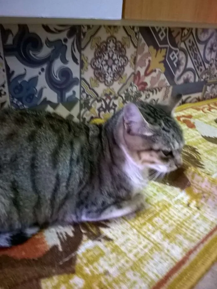 Gato ra a SRD idade 1 ano nome sem nome ou Julieta