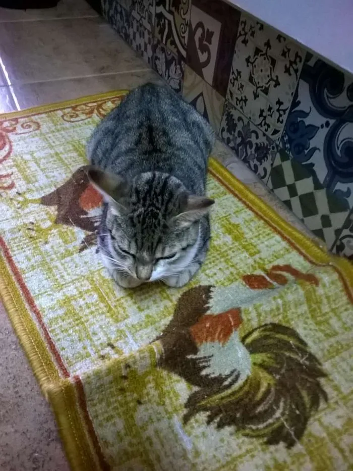 Gato ra a SRD idade 1 ano nome sem nome ou Julieta