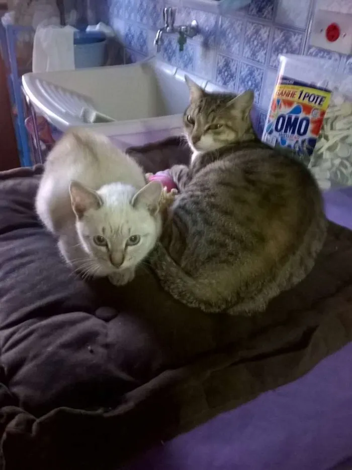 Gato ra a SRD idade 1 ano nome sem nome ou Julieta