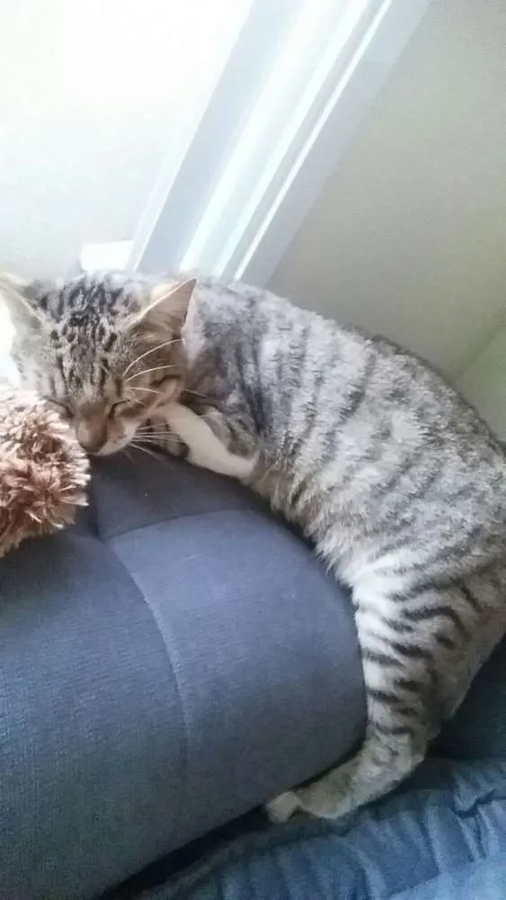 Gato ra a SRD idade 1 ano nome sem nome ou Julieta
