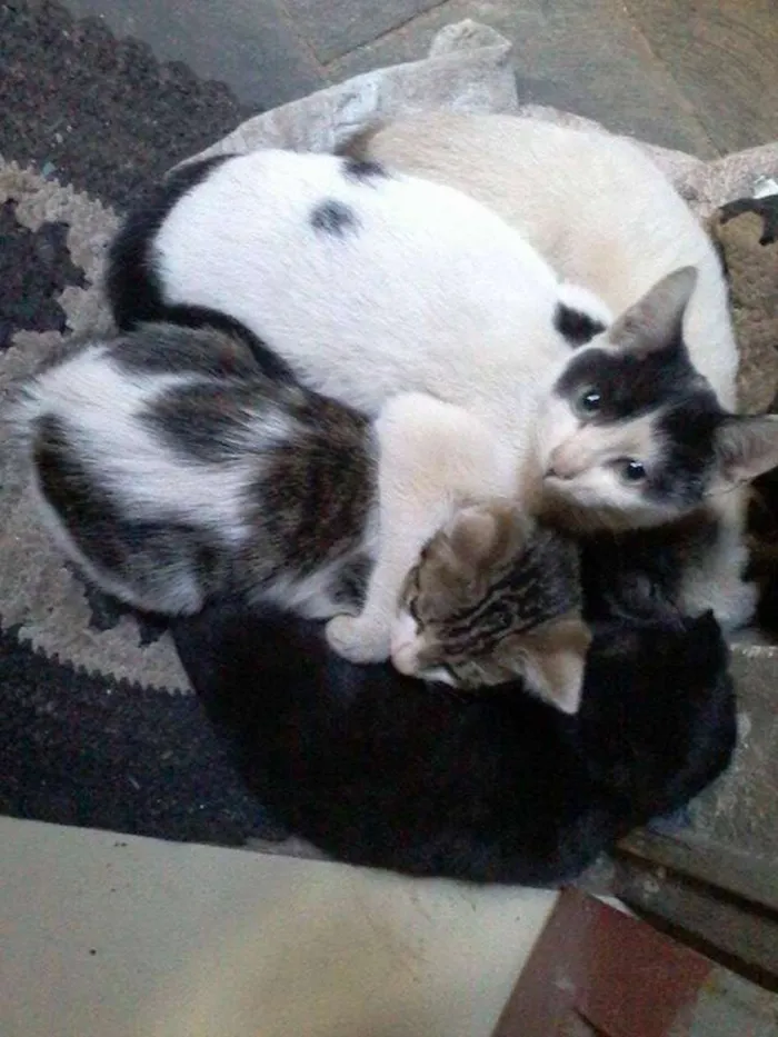 Gato ra a  idade 2 a 6 meses nome Novata e Azarado 