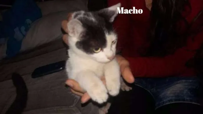 Gato ra a  idade 2 a 6 meses nome Novata e Azarado 