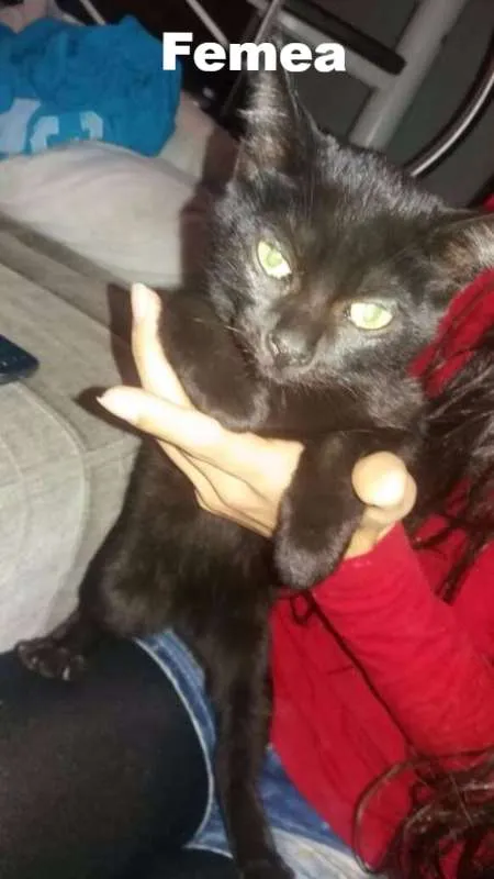Gato ra a  idade 2 a 6 meses nome Novata e Azarado 