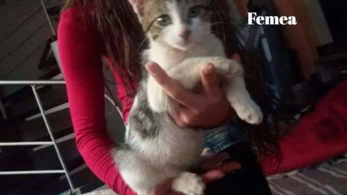 Gato ra a  idade 2 a 6 meses nome Novata e Azarado 