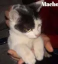 Novata e Azarado 