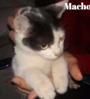 Gato raça  idade 2 a 6 meses nome Novata e Azarado 