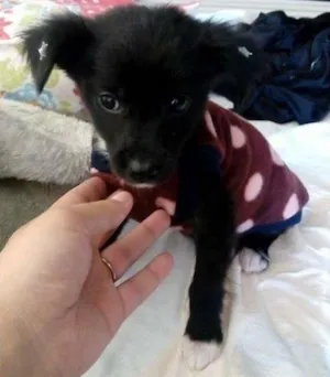 Cachorro raça SRD idade  nome Valentina