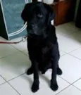 Apolo