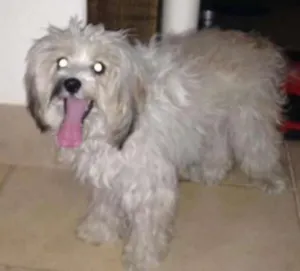 Cachorro raça Poodle idade 3 anos nome lili