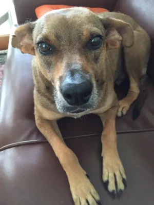 Cachorro raça SDR idade 5 anos nome Glória 