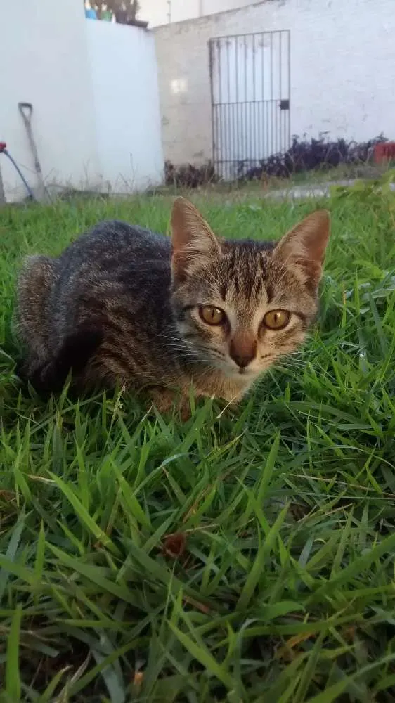 Gato raça  idade 2 a 6 meses nome Lia