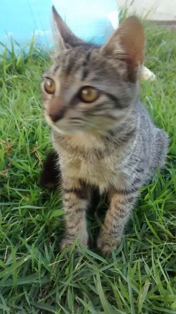 Gato raça  idade 2 a 6 meses nome Lia