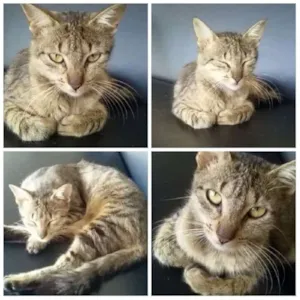 Gato raça  idade 7 a 11 meses nome Gata