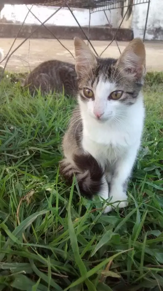 Gato raça  idade 2 a 6 meses nome Luna