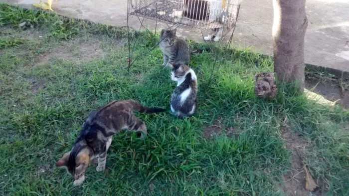 Gato raça  idade 2 a 6 meses nome Luna