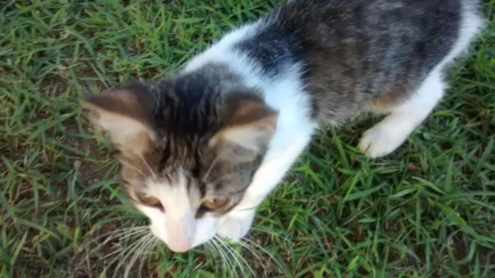 Gato raça  idade 2 a 6 meses nome Luna